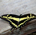 king-swallowtail