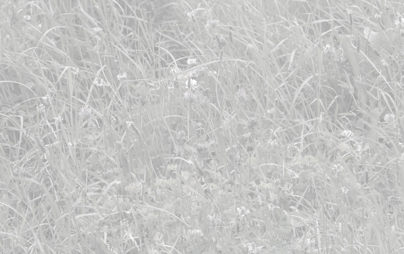 Blumenwiese in Grau