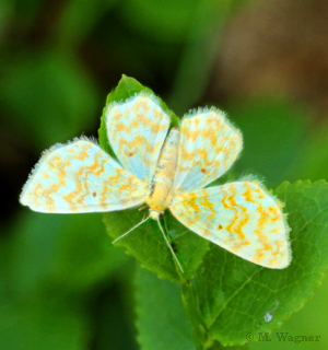 Gelbgestreifter Erlenspanner  Hydrelia flammeolaria