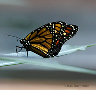 monarch falter