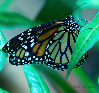 Monarch Unterflügel