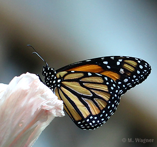 Monarch-an-Hibiscus Unterflügel