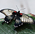 Papilio-memnon