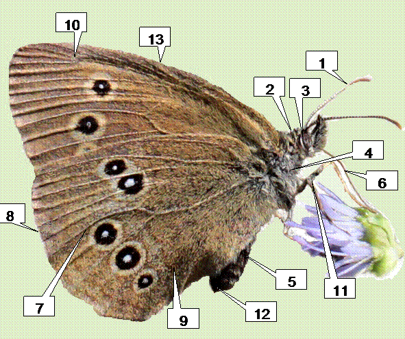 Körperbau der Schmetterlinge
