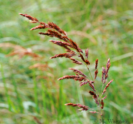 Land-Reitgras  Calamagrostis-epigejos