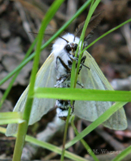 Pappelspinner  White Satin Moth