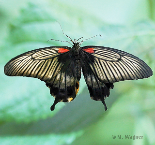 Papilio-lowi_female