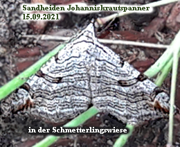 Johanniskrautspanner-in-Schmetterlingswiese