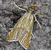 Thisanotia-chrysonuchella