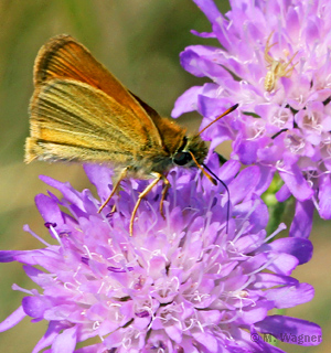 Schwarzkolbiger-Braundickkopffalter an Ackerwitwenblume