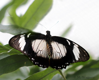 Papilio-Dardanus-Unterflügel-female