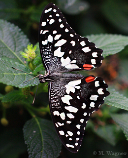 Papilio demoleus,Citrus-Schwalbenschwanz
