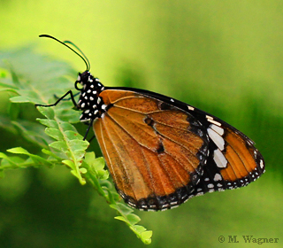 Plain-Tiger-Butterfly--Danaus-chrysippus