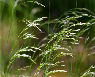 Aufrechte-Trespe-(Bromus-erectus)