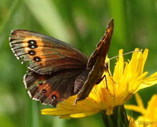 Graubindiger-Mohrenfalter