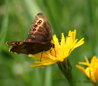 Graubindiger-Mohrenfalter-an-Ferkelkraut