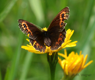 spinne-erbeutet-mohrenfalter