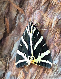 Russischer Bär in der Schweiz