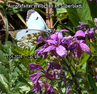 Aurorafalter-an-Silberblatt