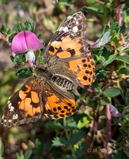 Distelfalter-an-Hauhechel