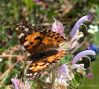 Distelfalter-an-Muskatella-Salbei