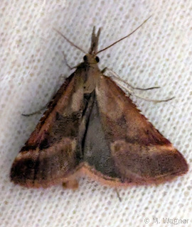 Dürrwiesen-Zünsler Synaphe punctalis