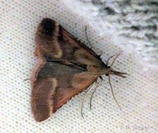 Dürrwiesen-Zünsler Synaphe punctalis