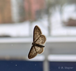 Grauer-Zwergspanner-im-Februar 2026