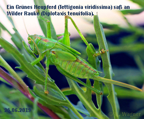 Grünes Heupferd (Tettigonia viridissima)