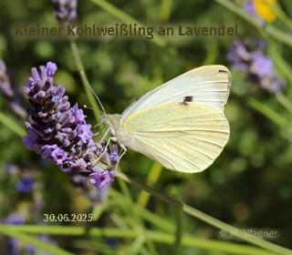 Kleiner-Kohlweißling-an-Lavendel