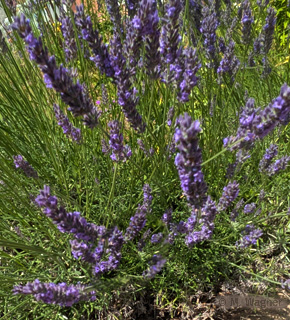 Lavendel