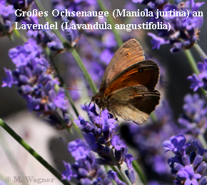 Ochsenauge-an-Lavendel
