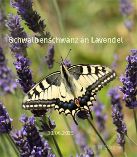 kleiner-perlmuttfalter-an-lavendel