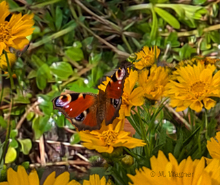 Tagpfauenauge_Mädchenauge