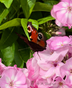Tagpfauenauge_Phlox