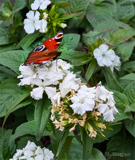 Tagpfauenauge_weiße Bart-Nelke