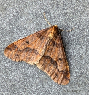 großer frostspanner 07-11-2025