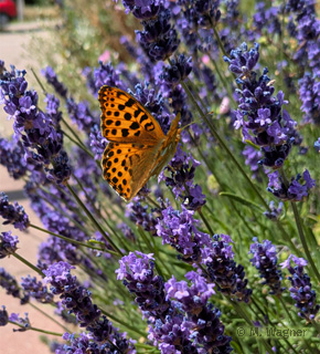 kleiner-perlmuttfalter-an-lavendel