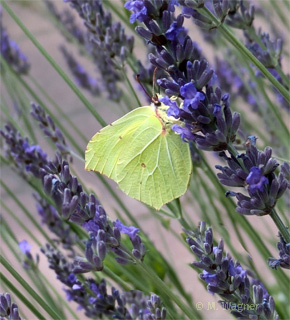 zitronenfalter-an-lavendel