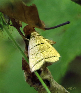Bogenlinien-Spannereule