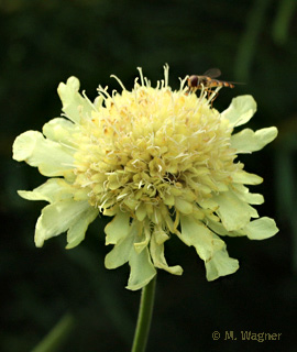 Gelbe-Riesenskabiose-Cephalaria-gigantea