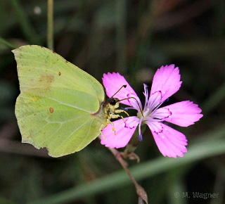 Zitronenfalter_Heide-Nelke