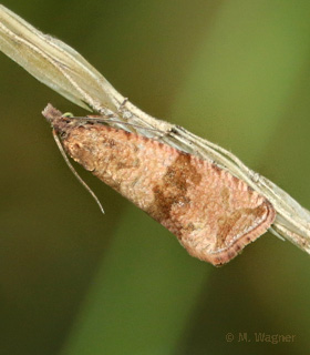  Löwenzahn-Wurzelwickler  Celypha striana