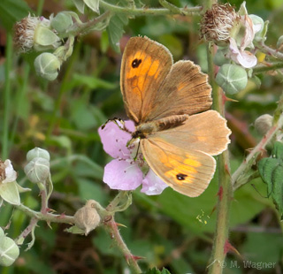 Ochsenauge-an-Brombeere