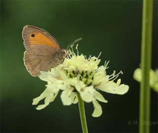 Ochsenauge-an-Riesen-Schuppenkopf