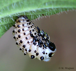 Pappelblattkäferlarve
