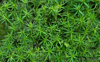 Polytrichum-commune