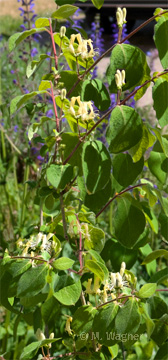 Rote-Heckenkirsche-Blüten
