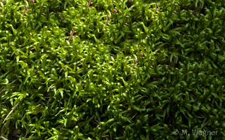 Rotstängelmoos  Pleurozium schreberi