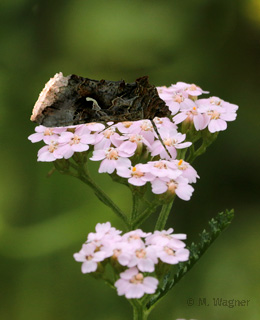 Schafgarbe-mit-Gamma-Eule